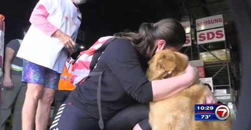 Saved from slaughter in China, 20 golden retrievers land at MIA, meet new owners
