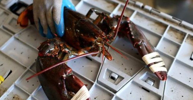 China-linked disinformation campaign blames Covid on Maine lobsters